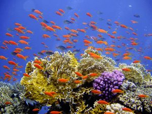 Snorkeling