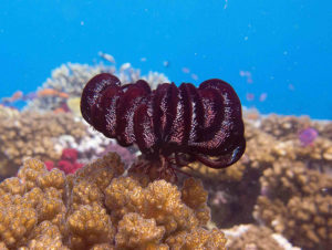 Snorkeling